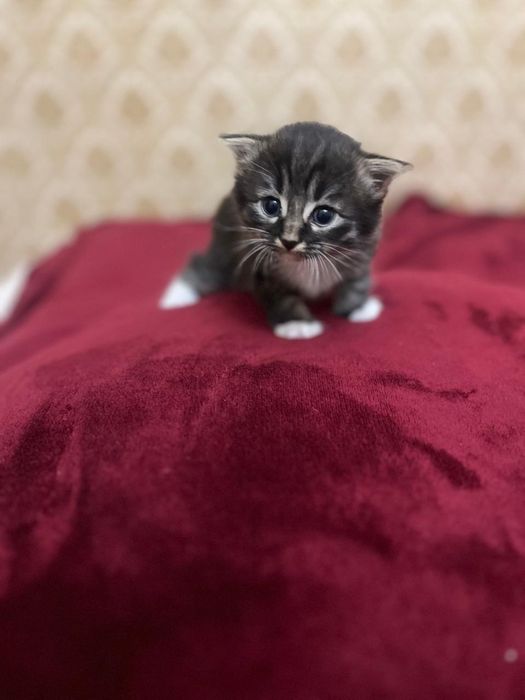 Вислоухие котята