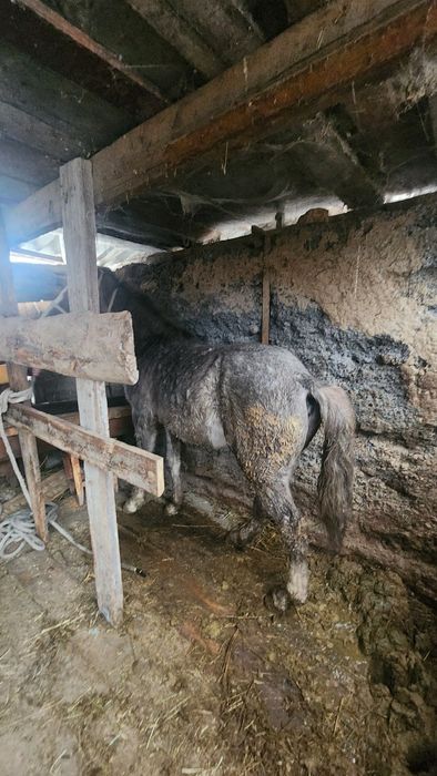 Кунан полторашка