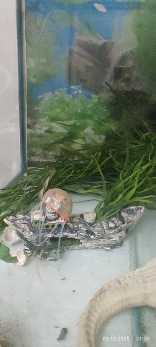 Два аквариума на стойке