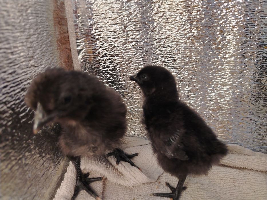 Продаются цыплята Ухейилюй и чёрные Андижанской породы.