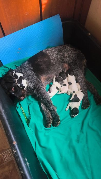 Продаются шенки  дратхаара.