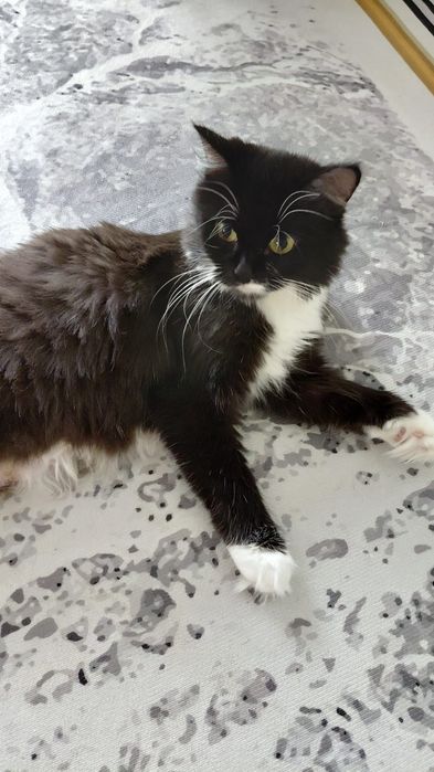 Отдам котят можно всех с кошкой