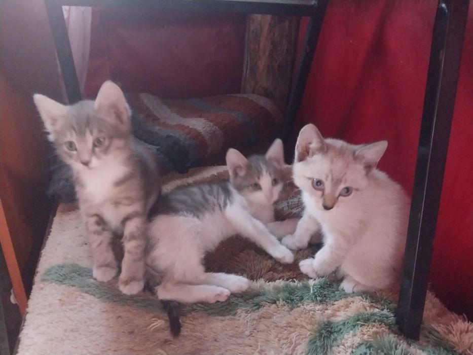 Отдам котят, 2 месяцв бесплатно