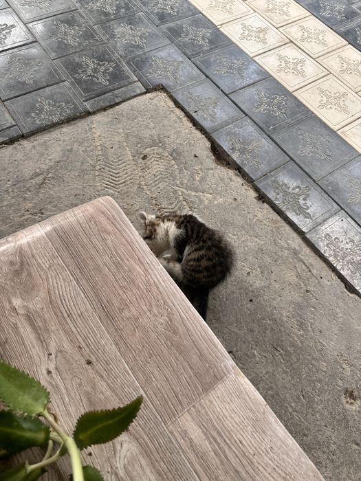 Отдам котят 4 штуки