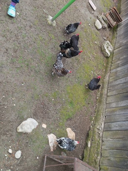 Oua incubat proaspete de la pasarile din imagine!