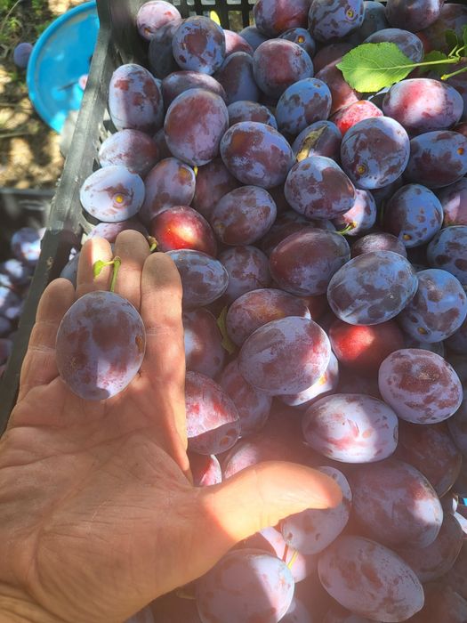 Vand din livada proprie,prune mari gustoase,pentru consum,compot magiun