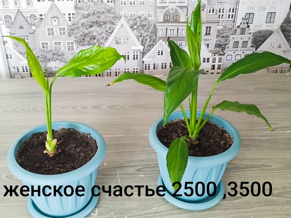 Цветы продамне дорого