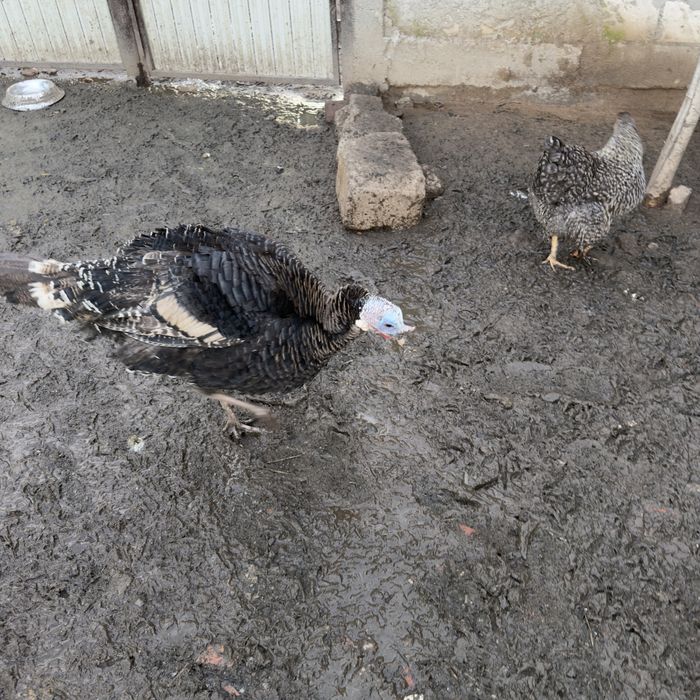 Vand Curcani / Curci