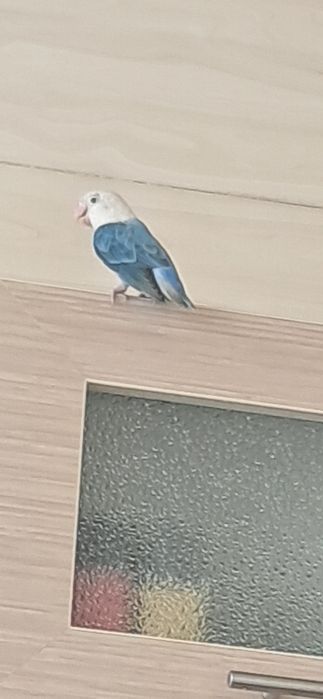 Lovebird nar zotdor