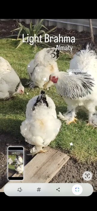 Продам цыплят Брама светлая