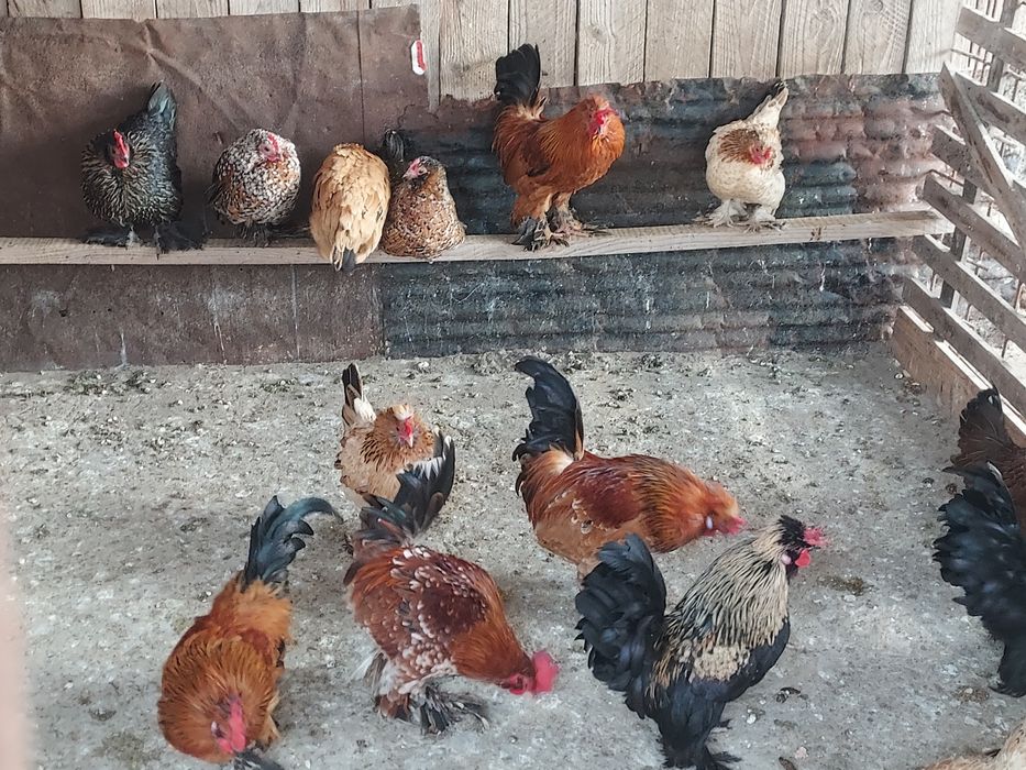 Găinile și cocoșei de vânzare