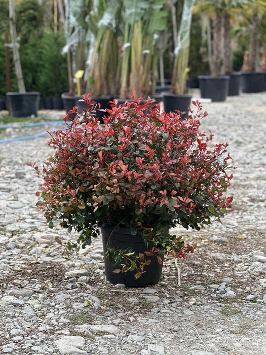 Photinia Red Robin Tip Tufă pentru Curți și Grădini Elegante