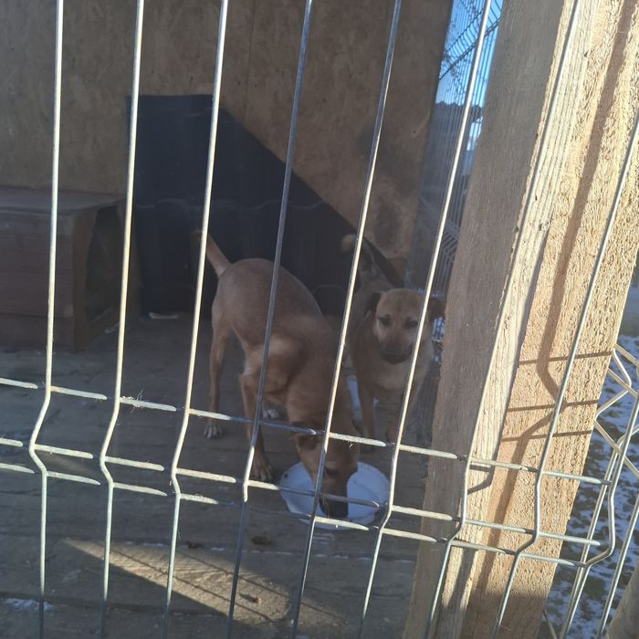 Donez catei Botosana.