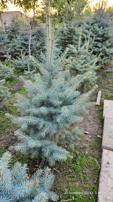 Голубые ели исправят экологию!