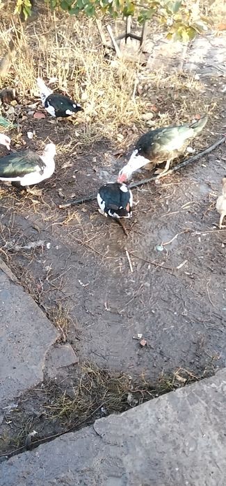 Продам индоуток ,штучно или семьей