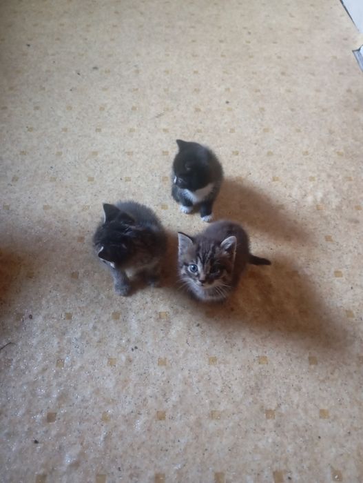 Отдам бесплатно котят