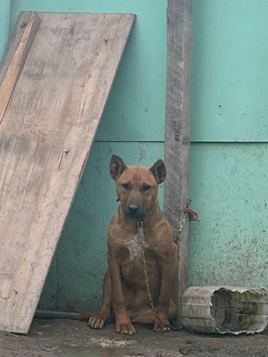 Американски пит бул