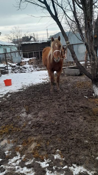 Дөне сатылады айғыр