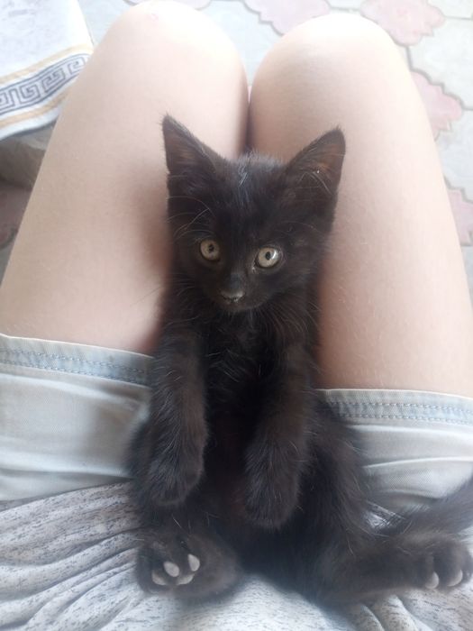 Отдам котенка в добрые руки!