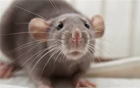 Крысы ручные дамбо