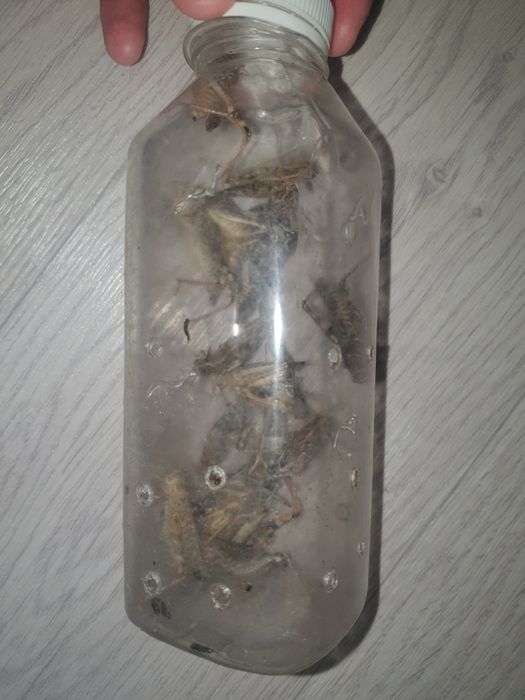 Кузнечик             .