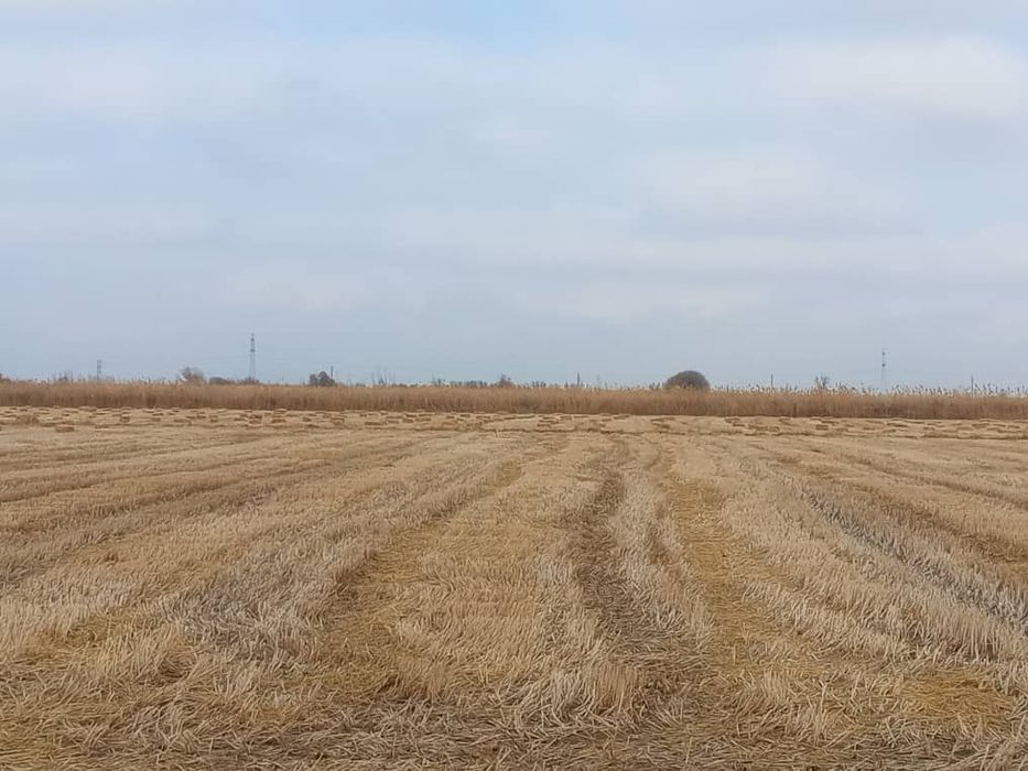 Шоли сомон прес сотилади 6500 сум