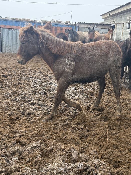 Тай байтал лощадь жылқы ат