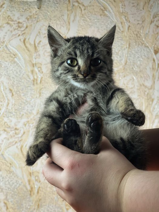 Котик липучка в добрые руки