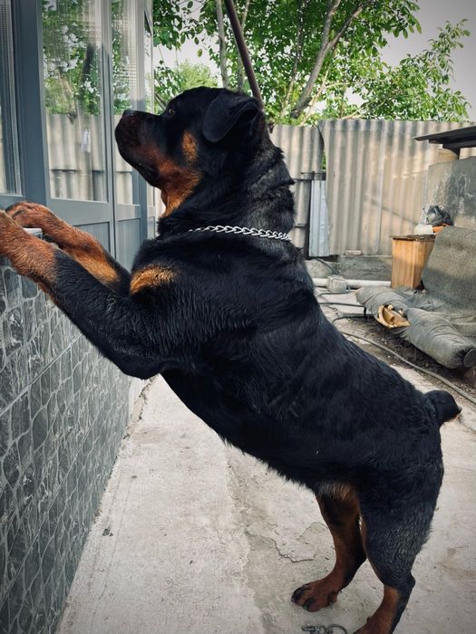 Ищу невесту, для вязки