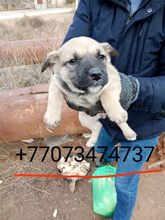 Щенки в хорошие руки