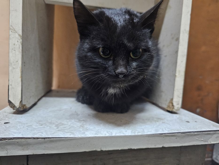 Чёрный котик 6 месяцев