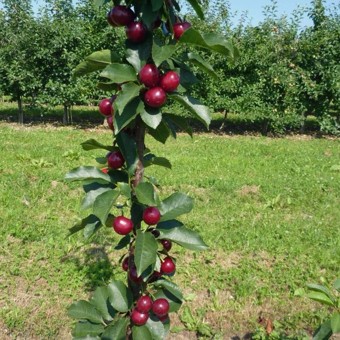 Pomi fructiferi columnari pe rod