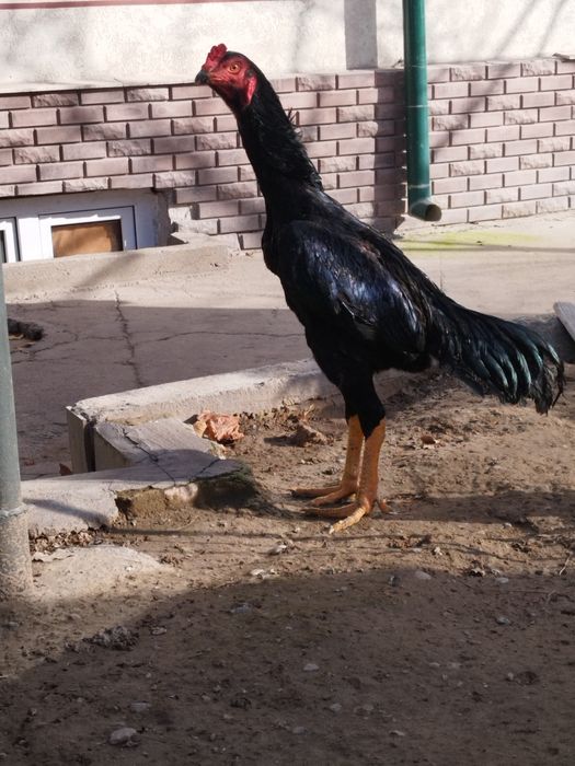 Жужа дакан хороз