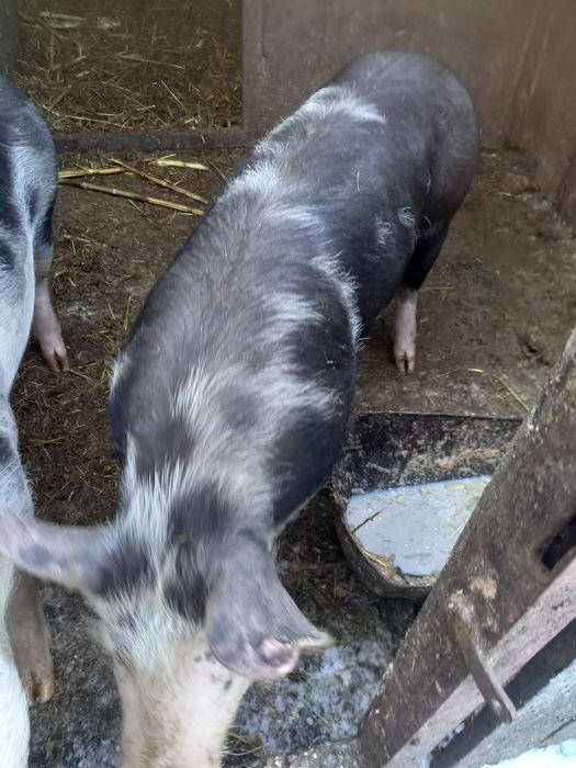 Vand vaca mare ,in jur la 800-900 de kg