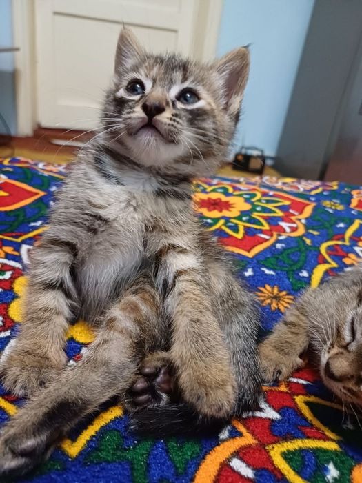 2 котёнка женского пола
