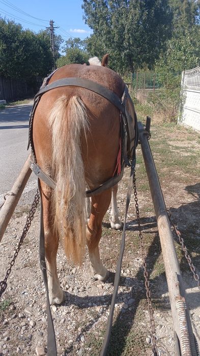 Vând carlana tânără