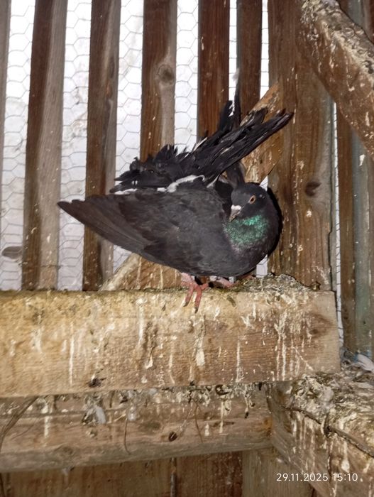 Porumbei de vânzare 50 lei bucata