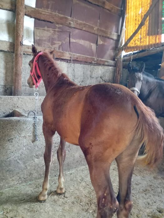 Тай майда 1 Жаска толады