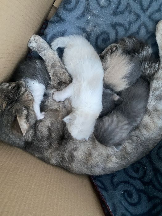 котята бесплатно в добрые руки