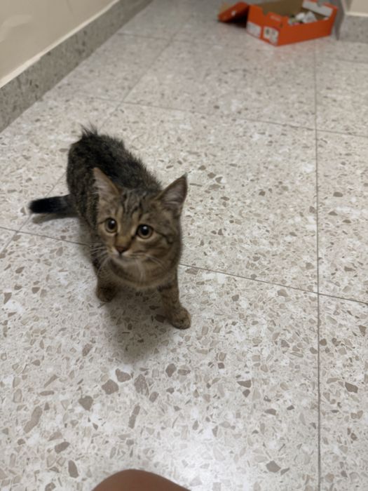 Котенок окрас табби