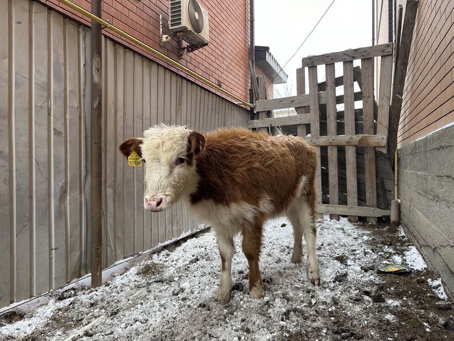 Кашар, Баспак сатылады