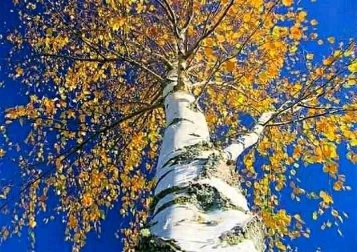 Бреза ,Липа и върба - Фиданки