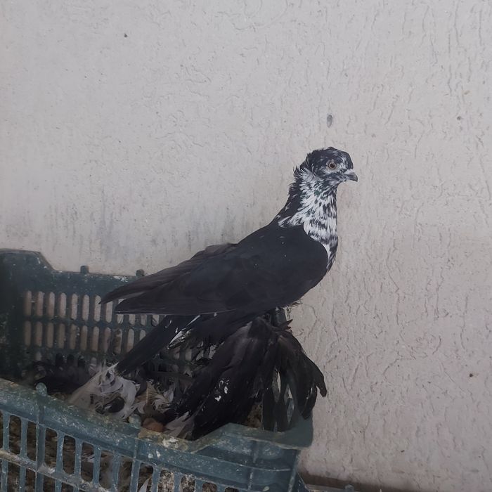 Соч чубати самец лет игра гребля