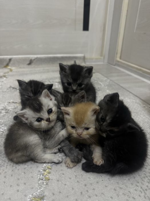 Котята в продажу