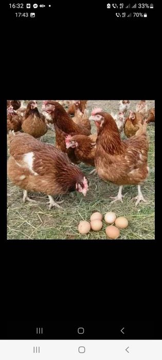 Găini roșii de ouo