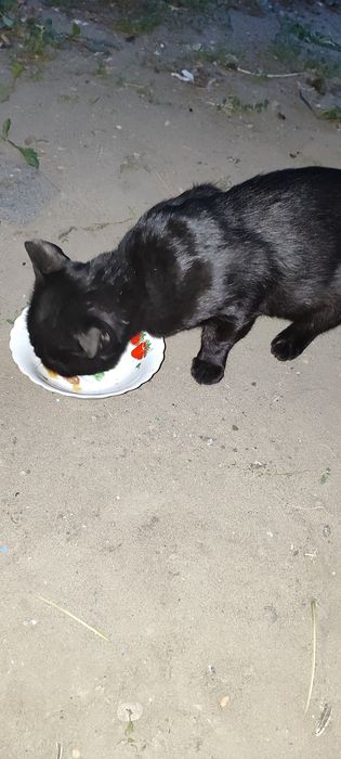 Кострированный котик ищет дом