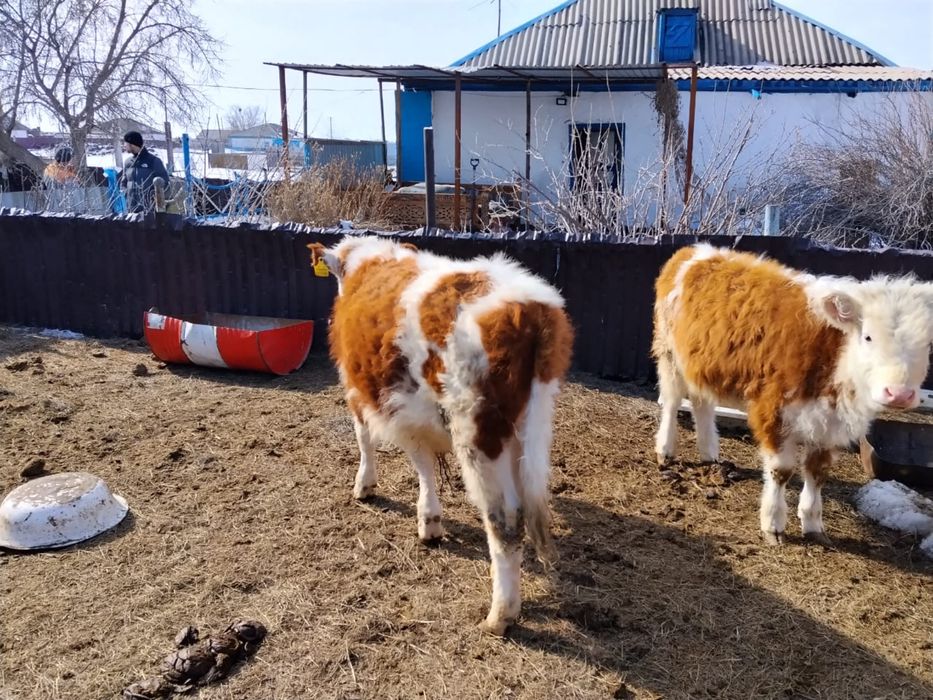 Семіз сиыр подсостағы бұзау сатамын