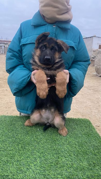 продается немецкая овчарка