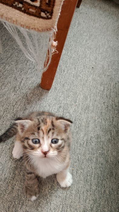 Отдам котят бесплатно