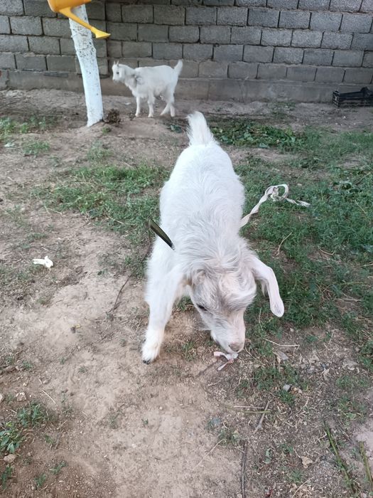 Кошки сатылады орыс ешки